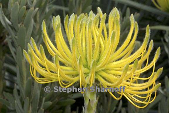 leucospermum reflexum graphic